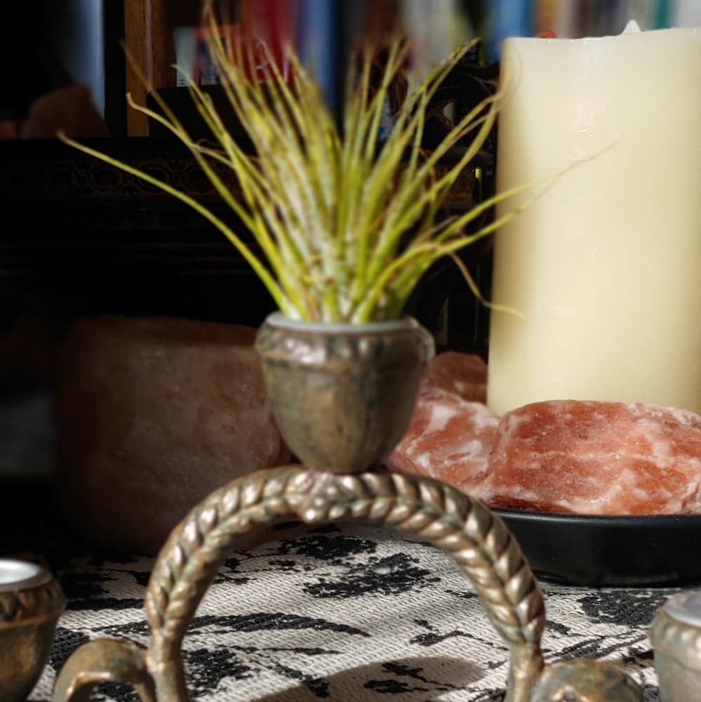 Candle Holder (Air Plant Not Included)